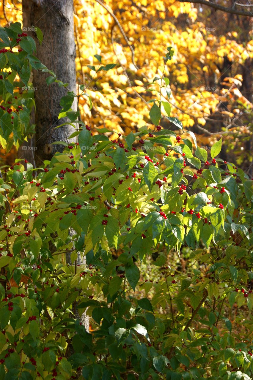 Michigan fall 