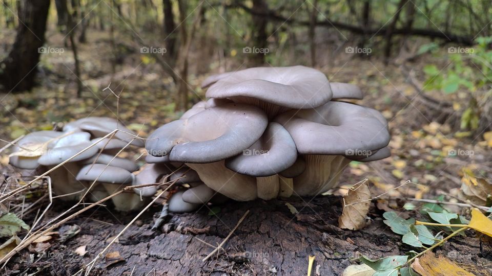 Beautiful family of wild growing edible oyster mushrooms grows on the tree log in autumn forest. Wild mushrooms Pleurotus ostreatus, trees at the background. Gray cap mushrooms, healthy food, medicinal fungi. Beautiful nature, fungus 16:9 close up