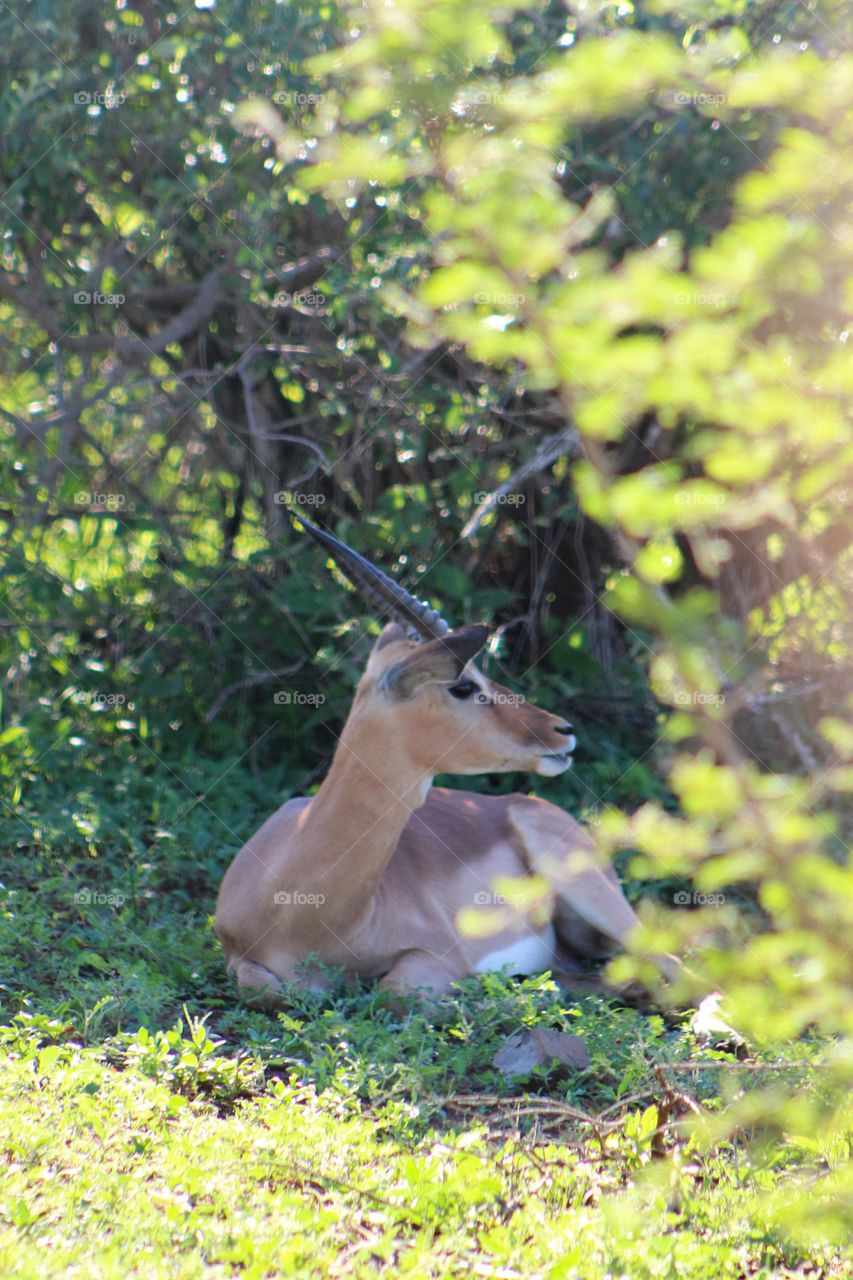 Kudu sitting in forest