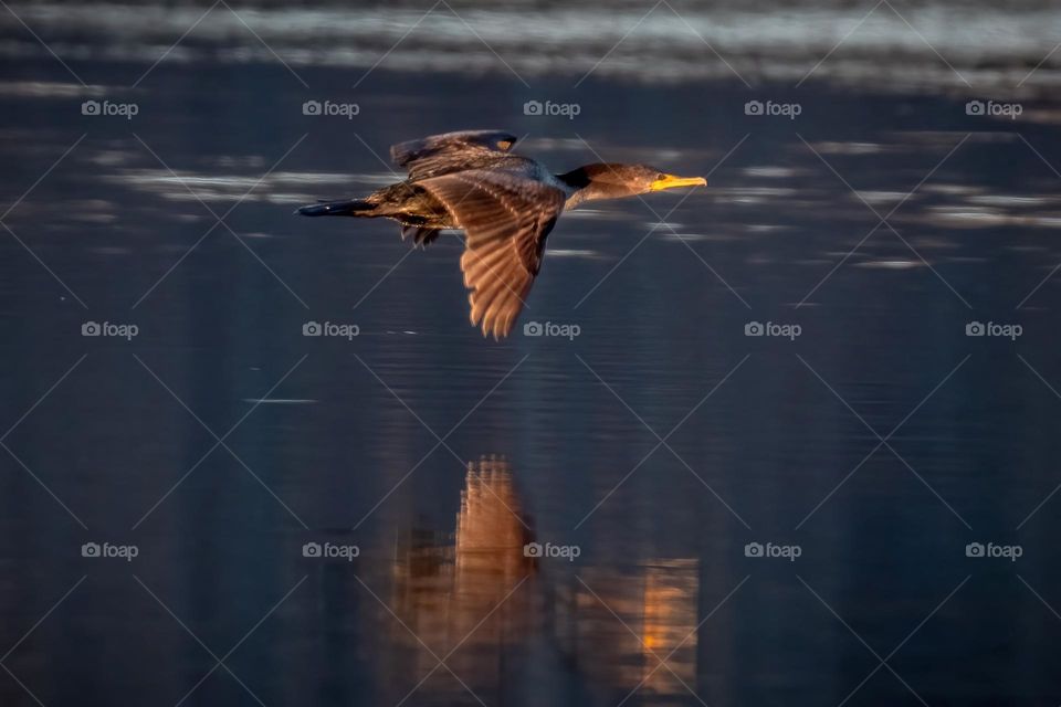 A double-crested cormorant sores just above the water. 