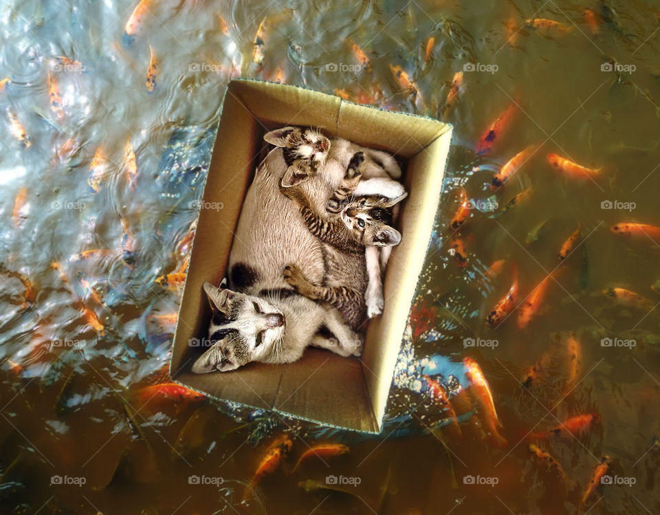 cats in the box