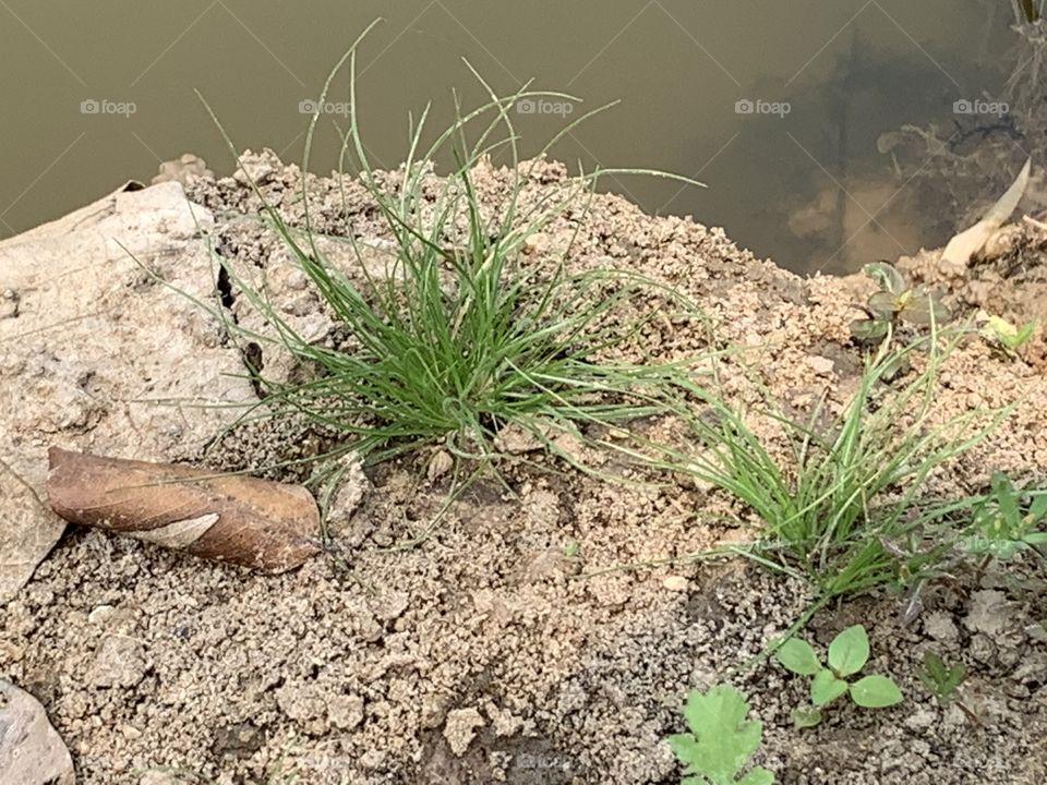 Plants around us, my garden (Countryside)