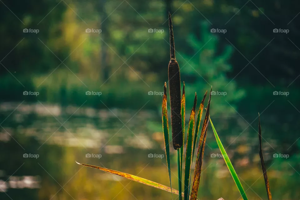 Cat-tail