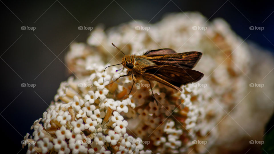 moth on flowers