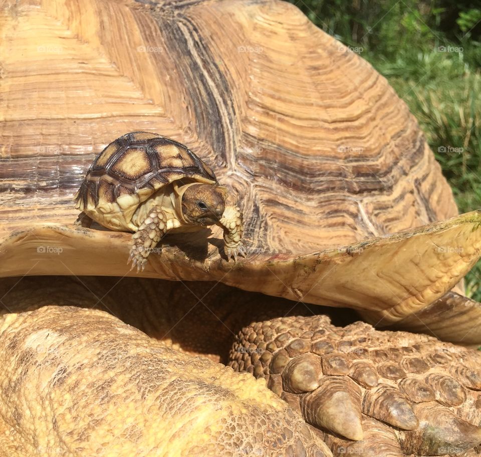 Baby Sulcata tortoise on parent giant turtle brown shell 
