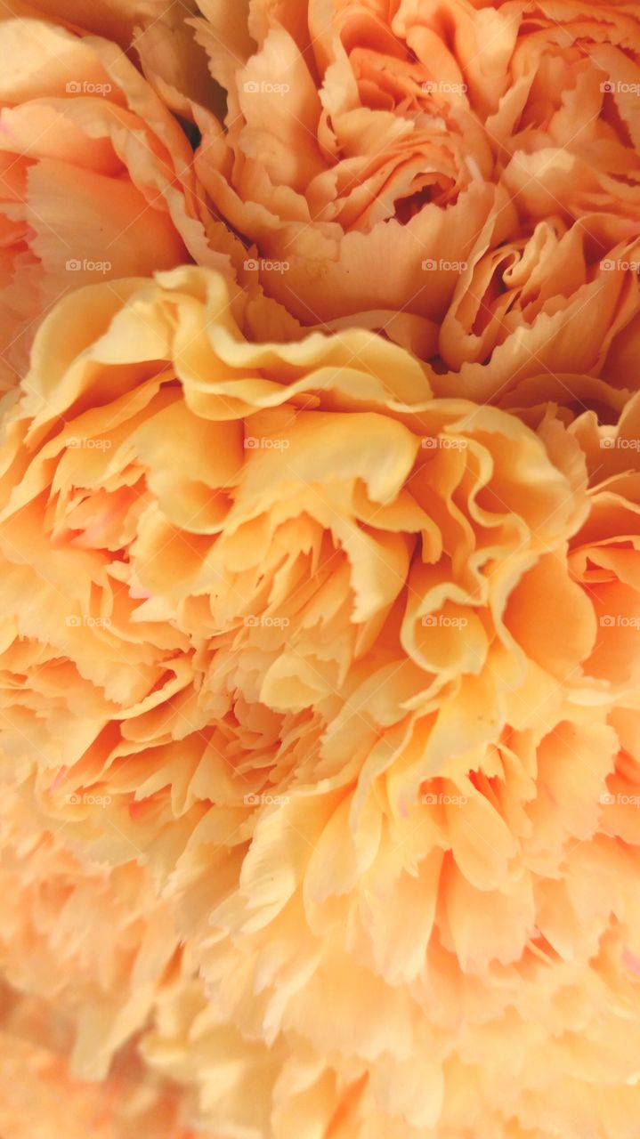 Orange close up flower