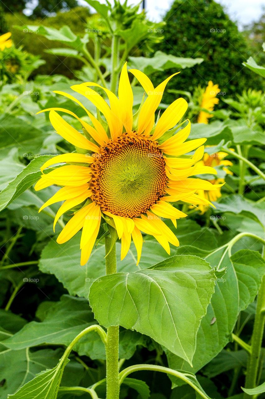 sunflower