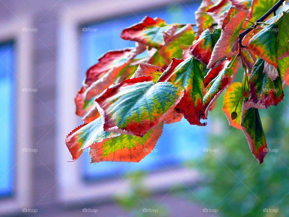 Close-up of leaves on plant during autumn.