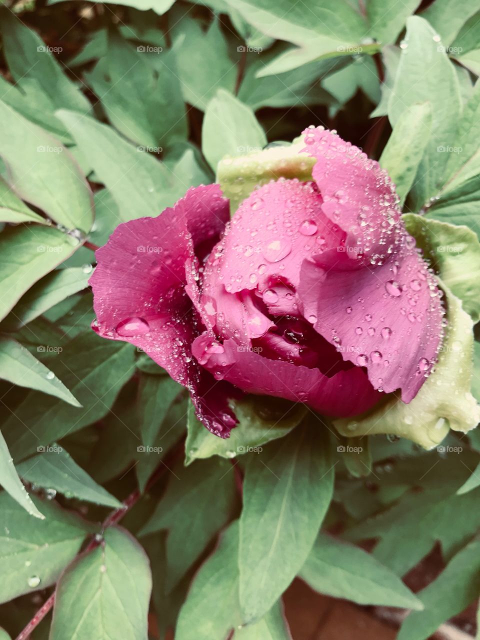 Flower in the rain 