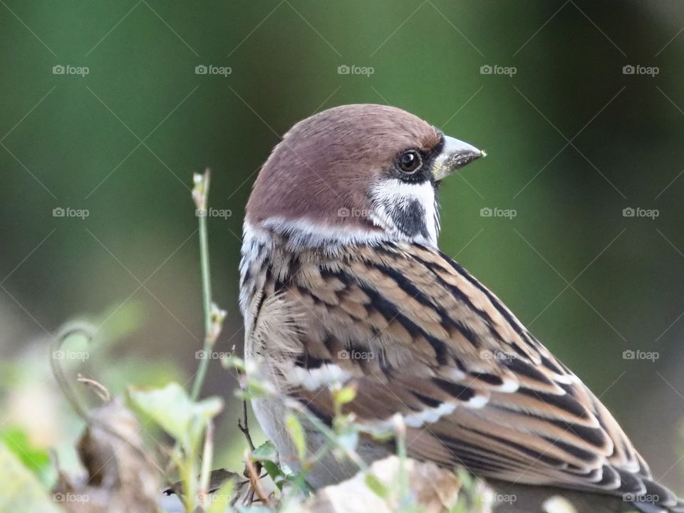 Sparrow