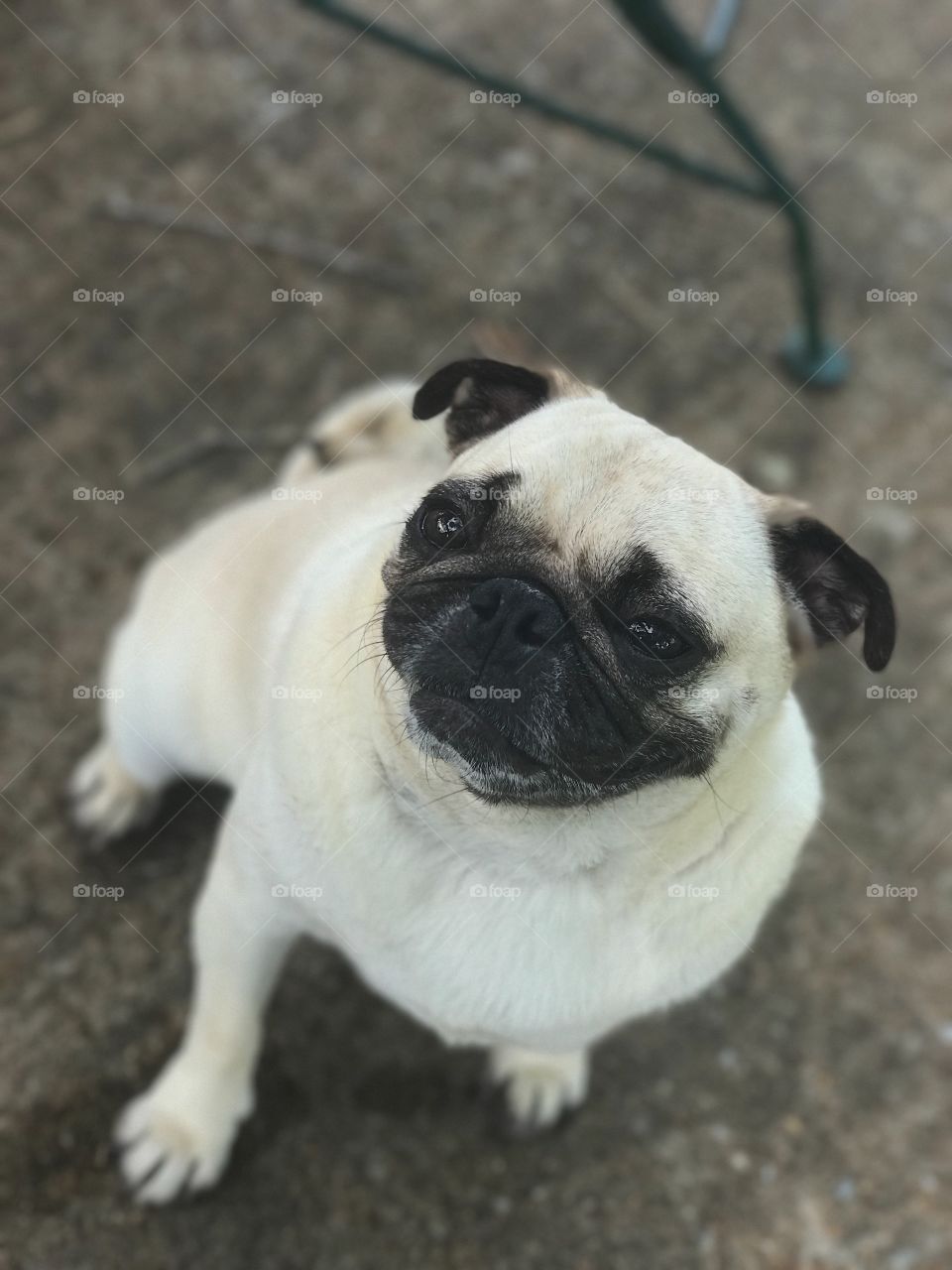Pug