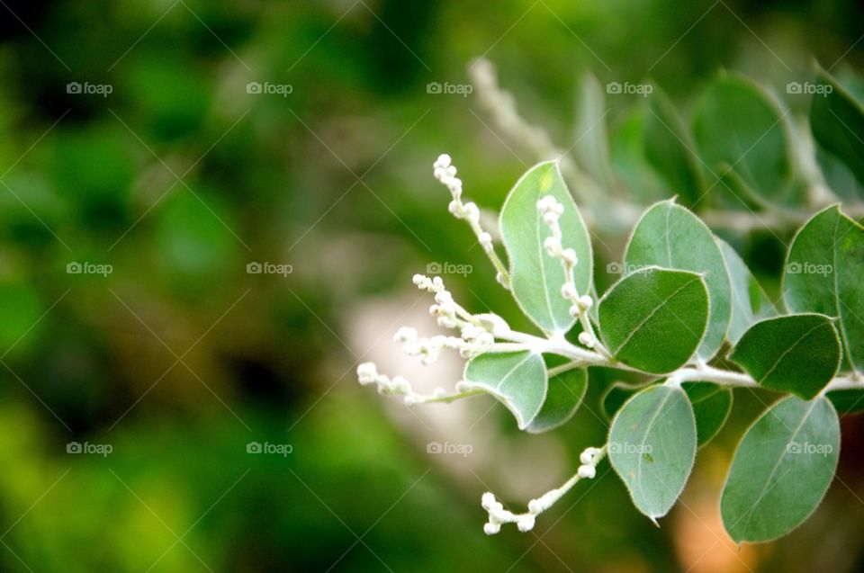Green leaf background
