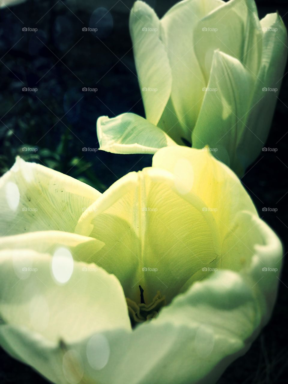 white tulips in the garden