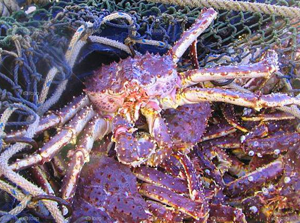 King Crab