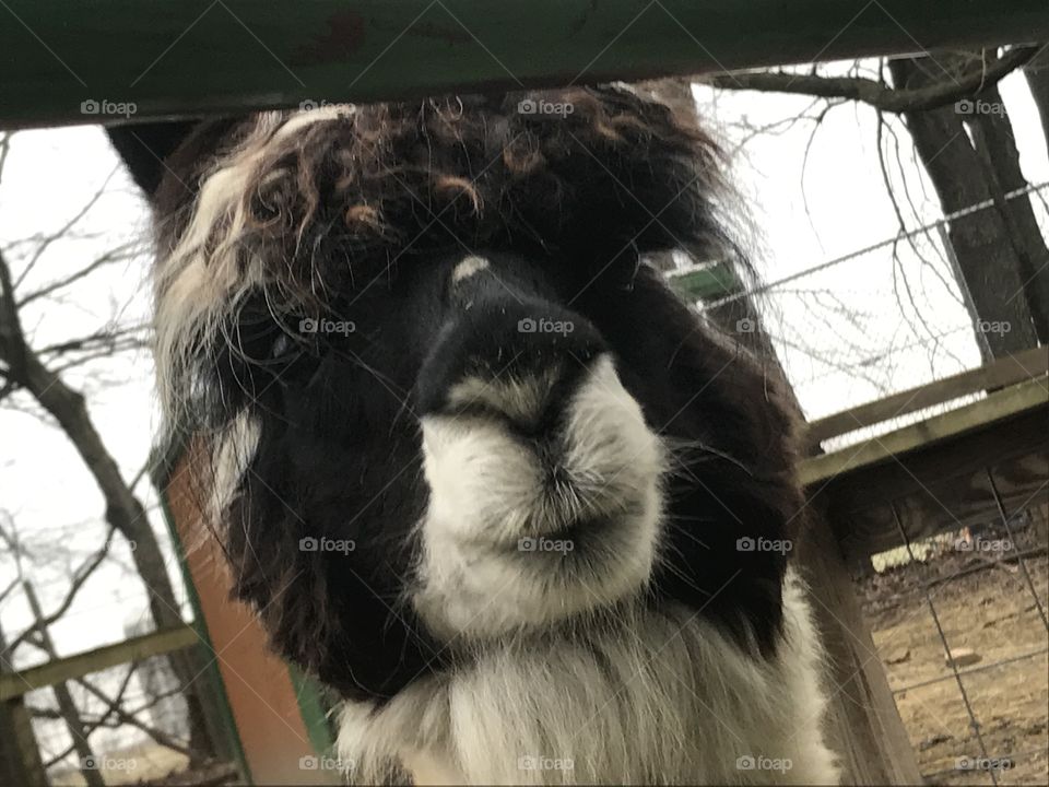 Llama Selfie 