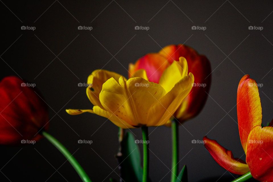 tulips