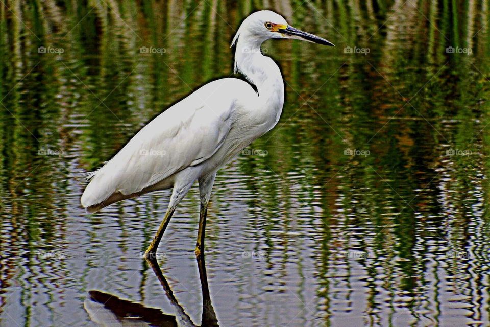 Snowy Egret.