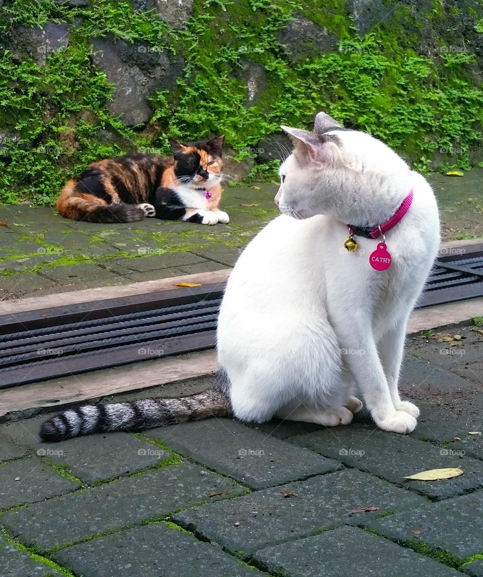 Calico cat and white cat with ring tail...