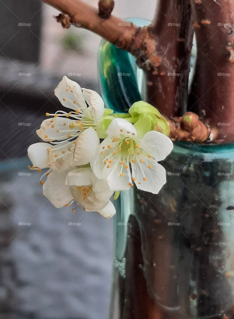close-up  of cherry blossoms on a twig placed in a vase