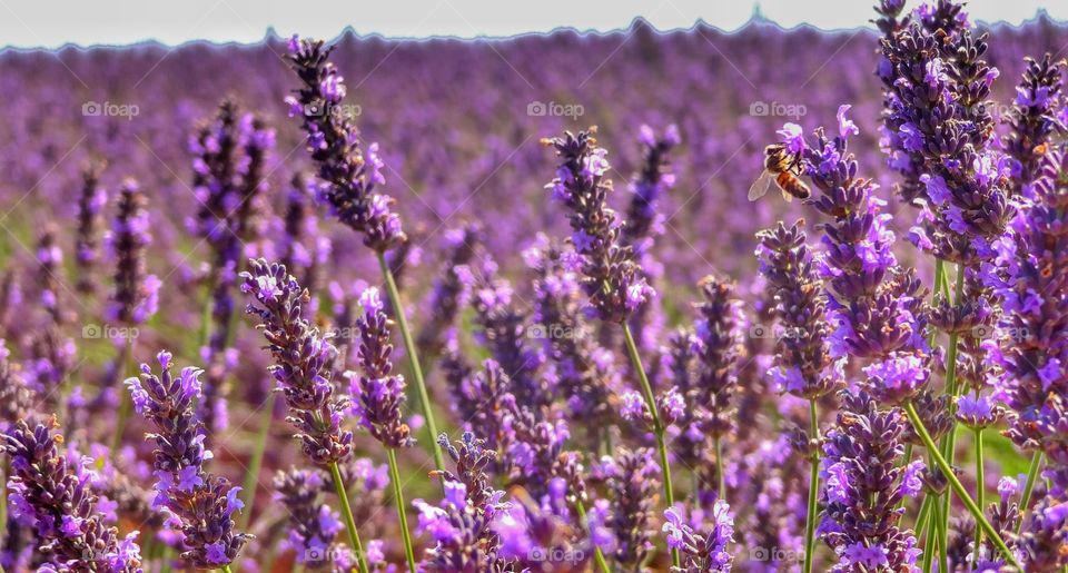 Bee pollinating on lavender flower
