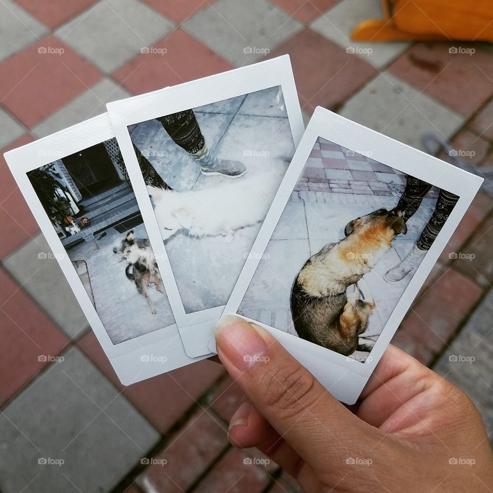 instant photos - domestic dogs