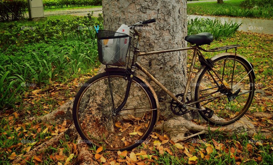 Bicycle parked on a tree