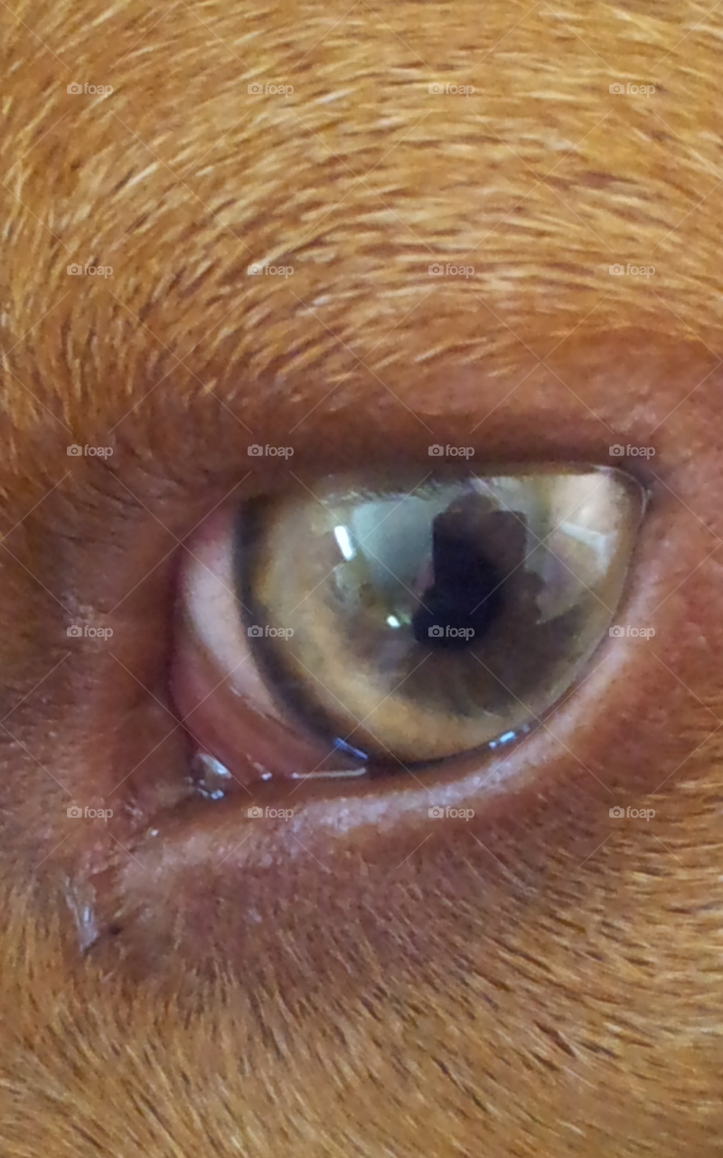 eye of the beagle