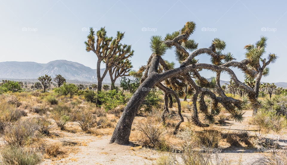 Joshua tree 