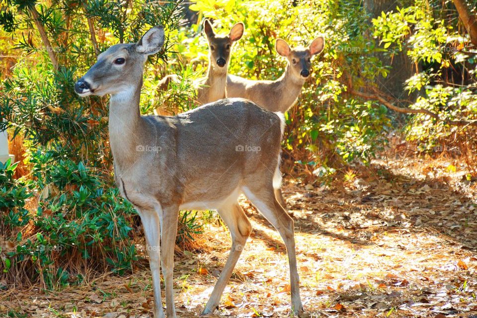 Doe and two young bucks