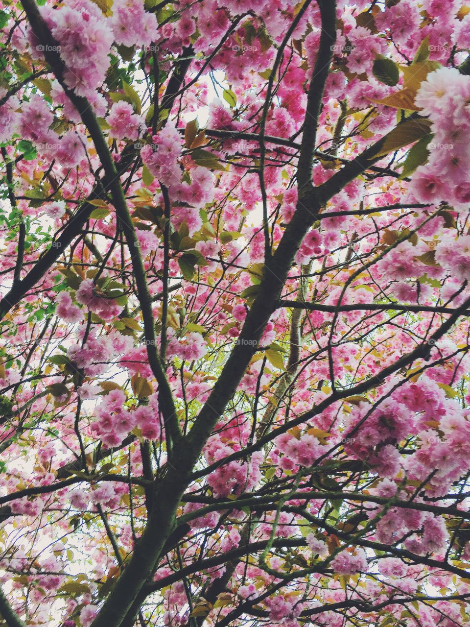 Blossom. Blossom tree