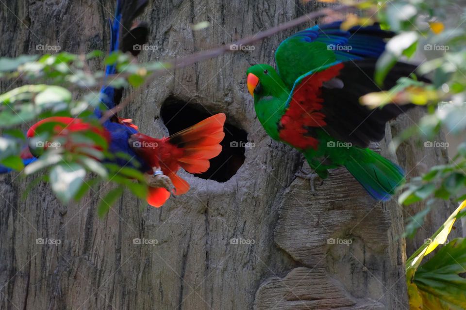 flying  colorful birds