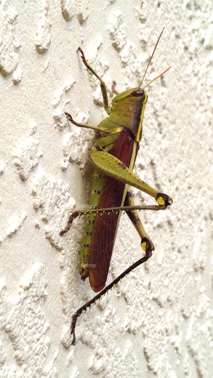 green grasshopper huge powerfull by alexsd5