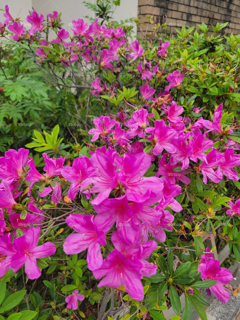 Pink flower at Hong Kong Victoria Park