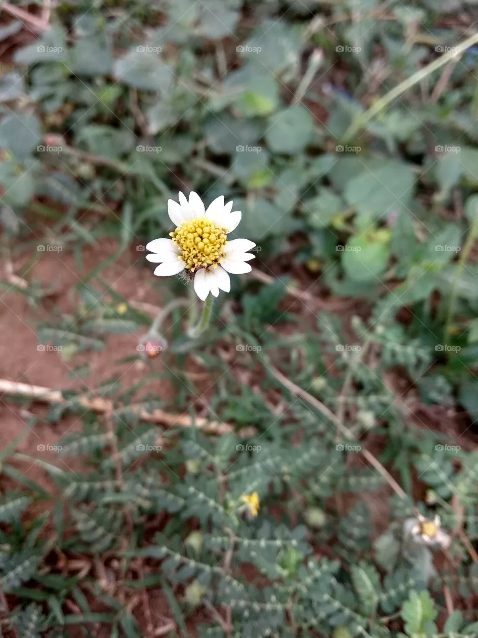 flower
