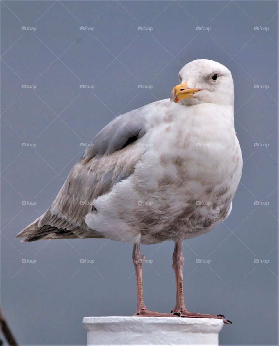 Vancouver seagull