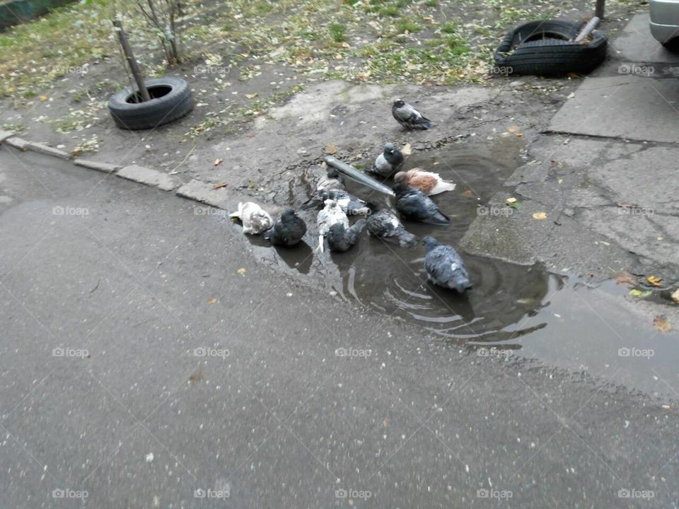 a flock of pigeons bathing in a rain puddle