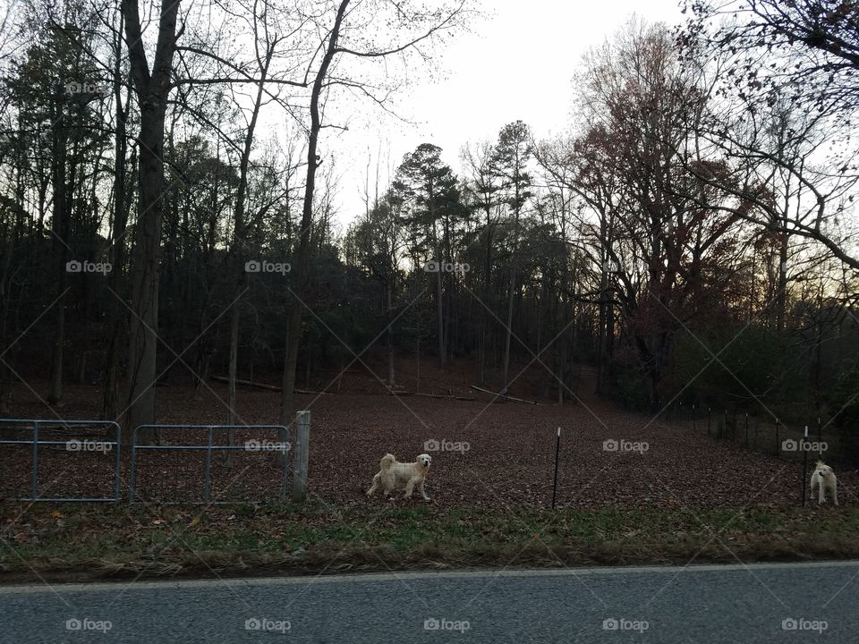 Mammal, Tree, Landscape, No Person, Nature