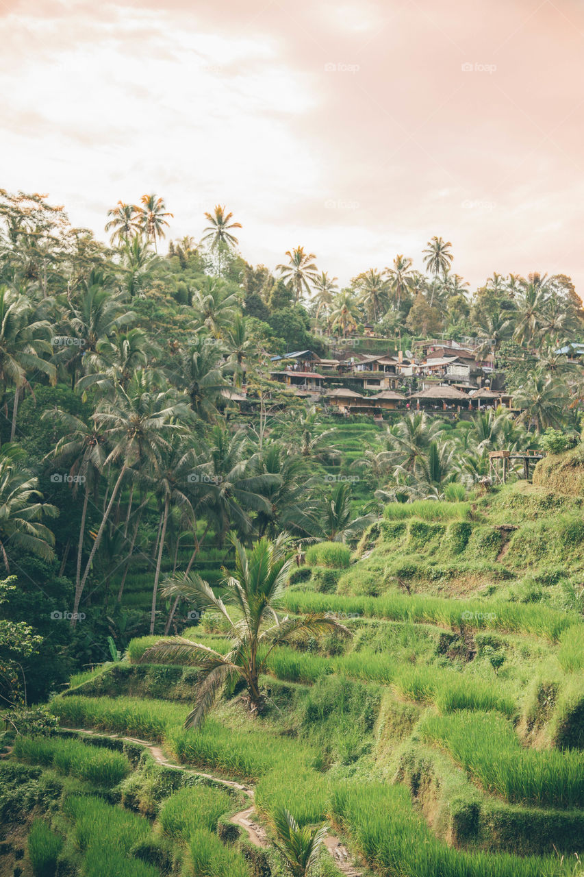 Rice terraces Ubud