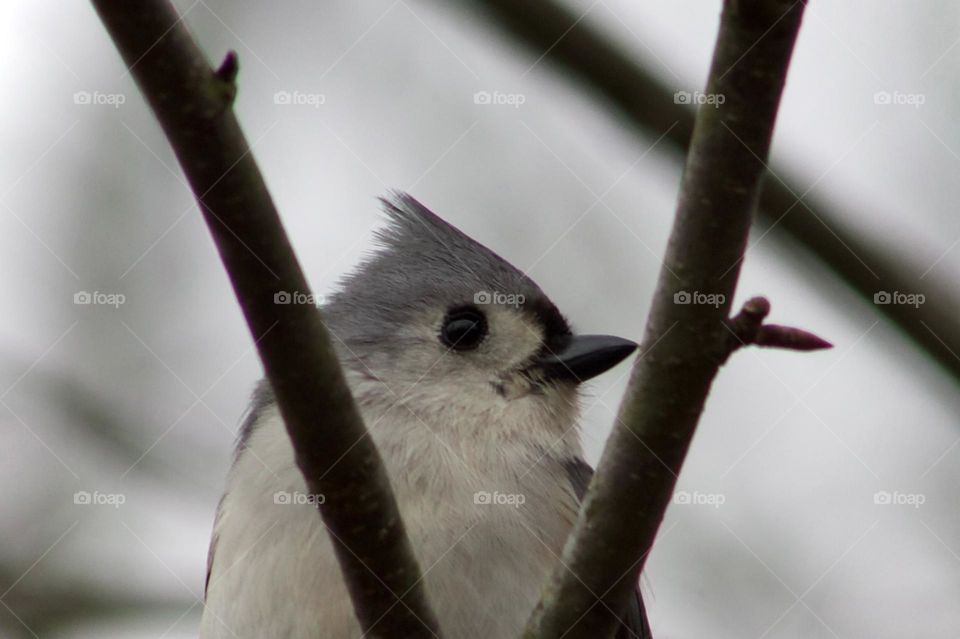 Titmouse’s framed profile