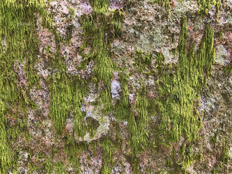 Stone moss in Sweden
