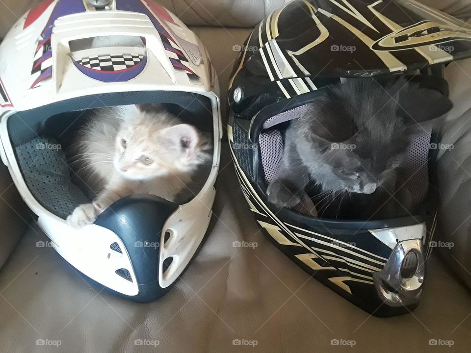 Two Kittens Hiding In Helmets
 