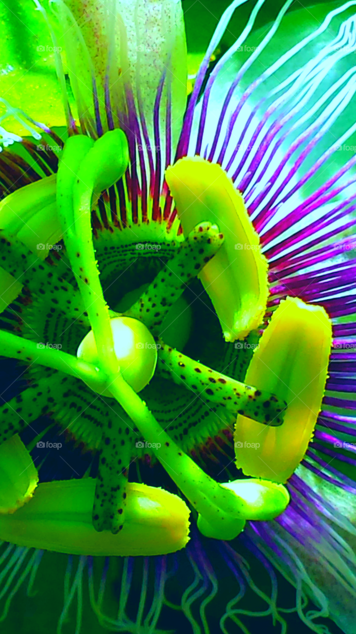 "Vibrant Passion Flower"