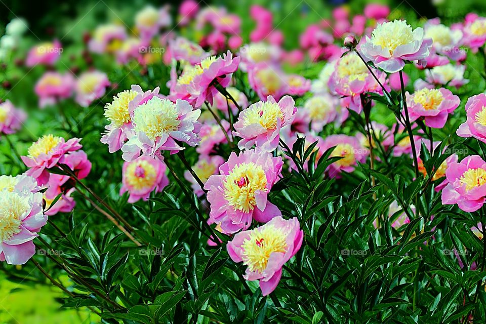 FLORES LINDA DO CAMPO