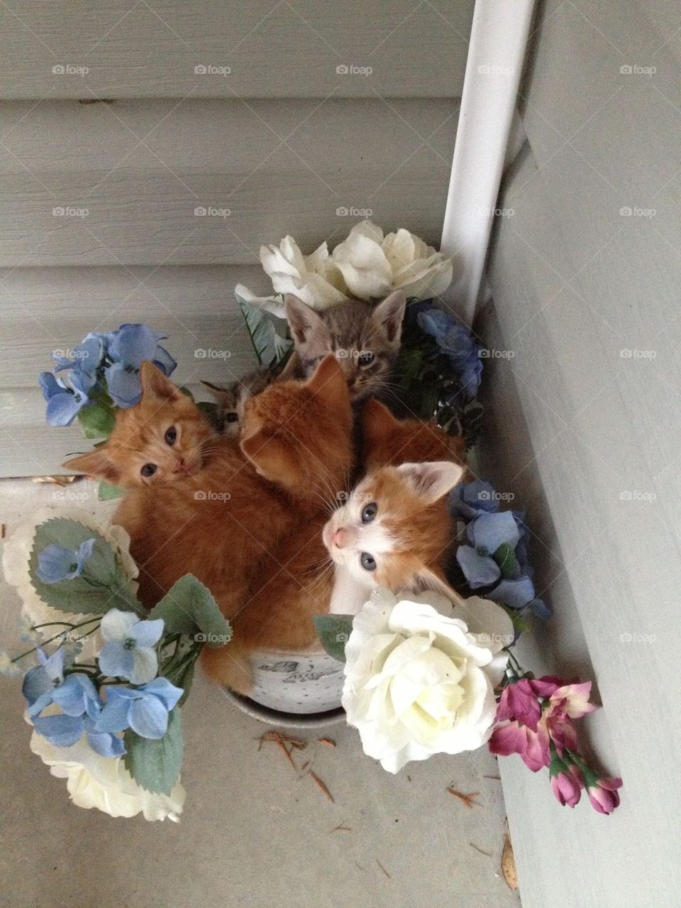 Flower pot if kittens