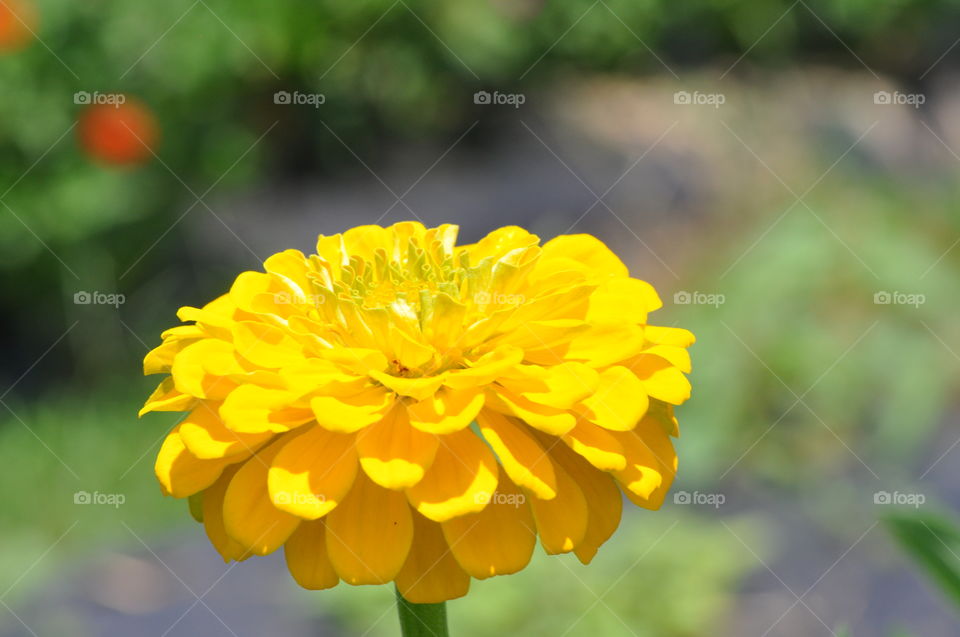 Yellow flower 