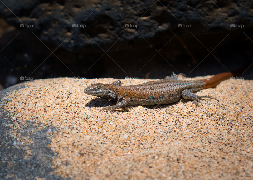 Lizard, Lanzerote