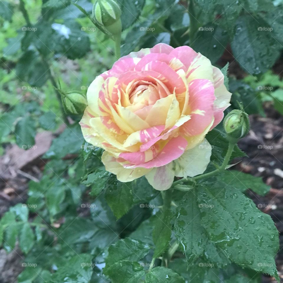 Pop Art Rose