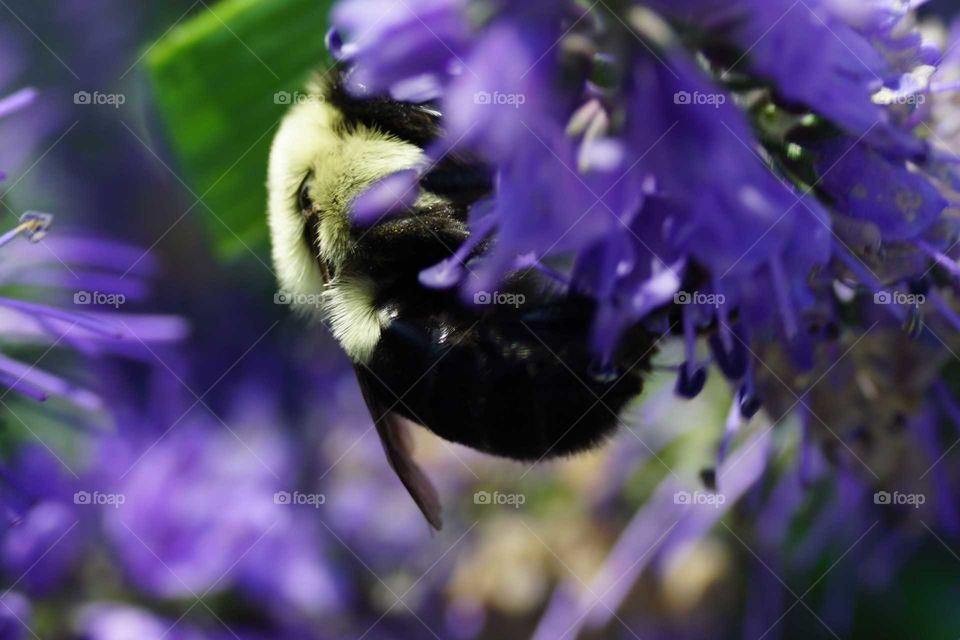 Bee flower