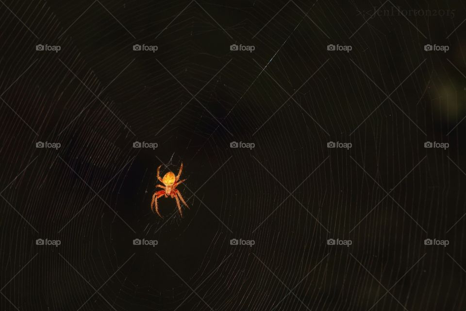 The summertime spider . Orb weaver spider that builds a web every night in our tree. Then takes it all down the next morning. 