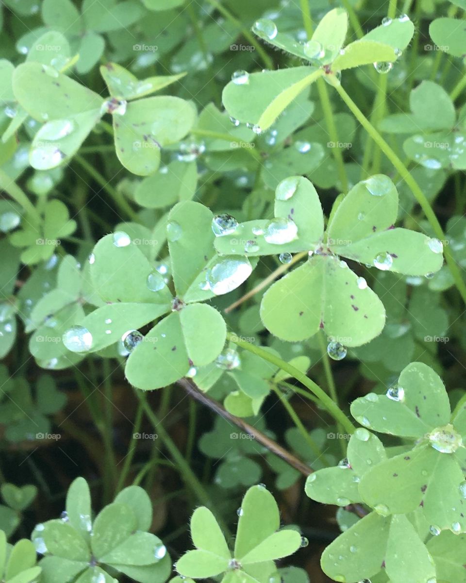 Drops of morning dew on sunny new grass